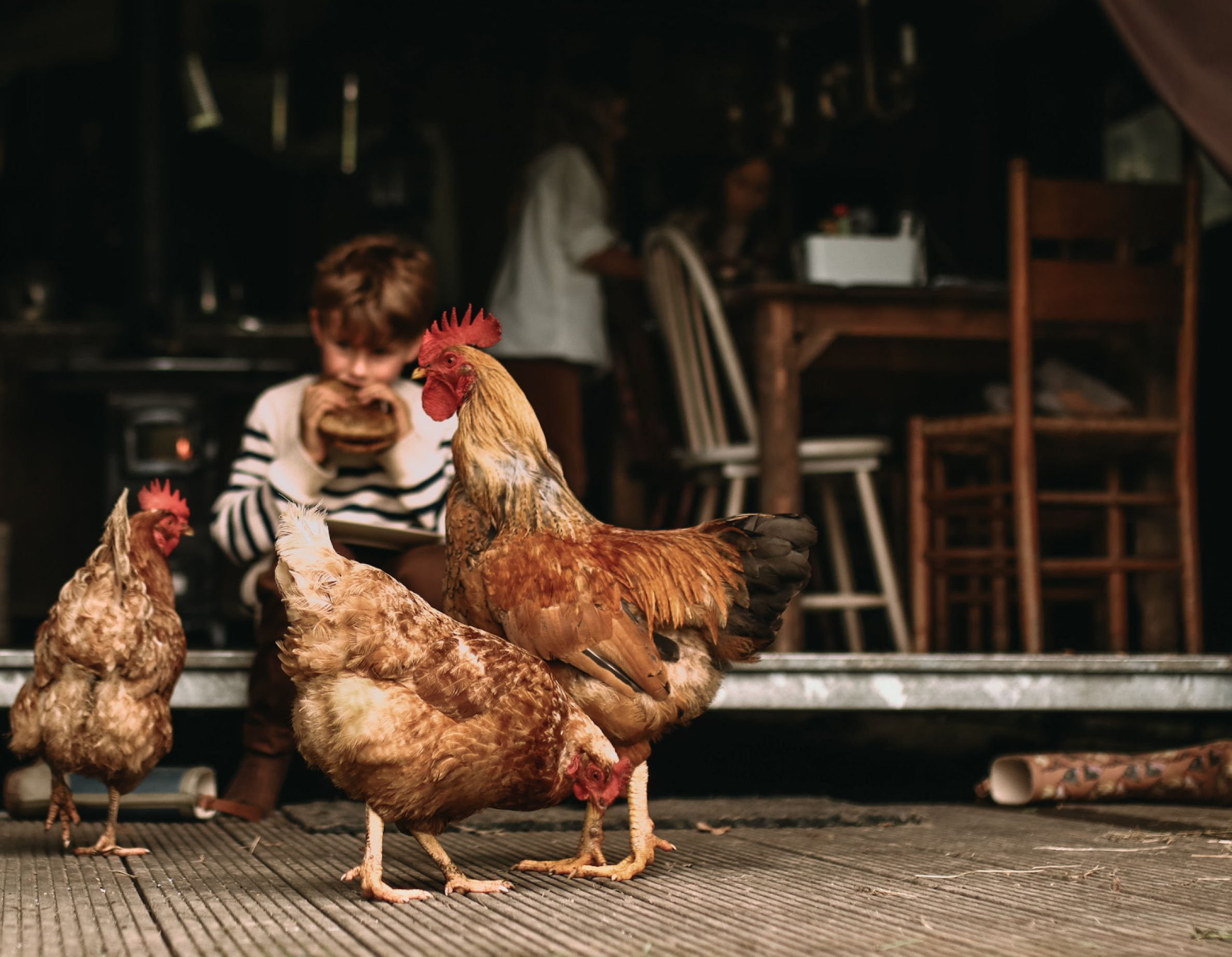 Enfant qui déjeune avec les poules et le coq