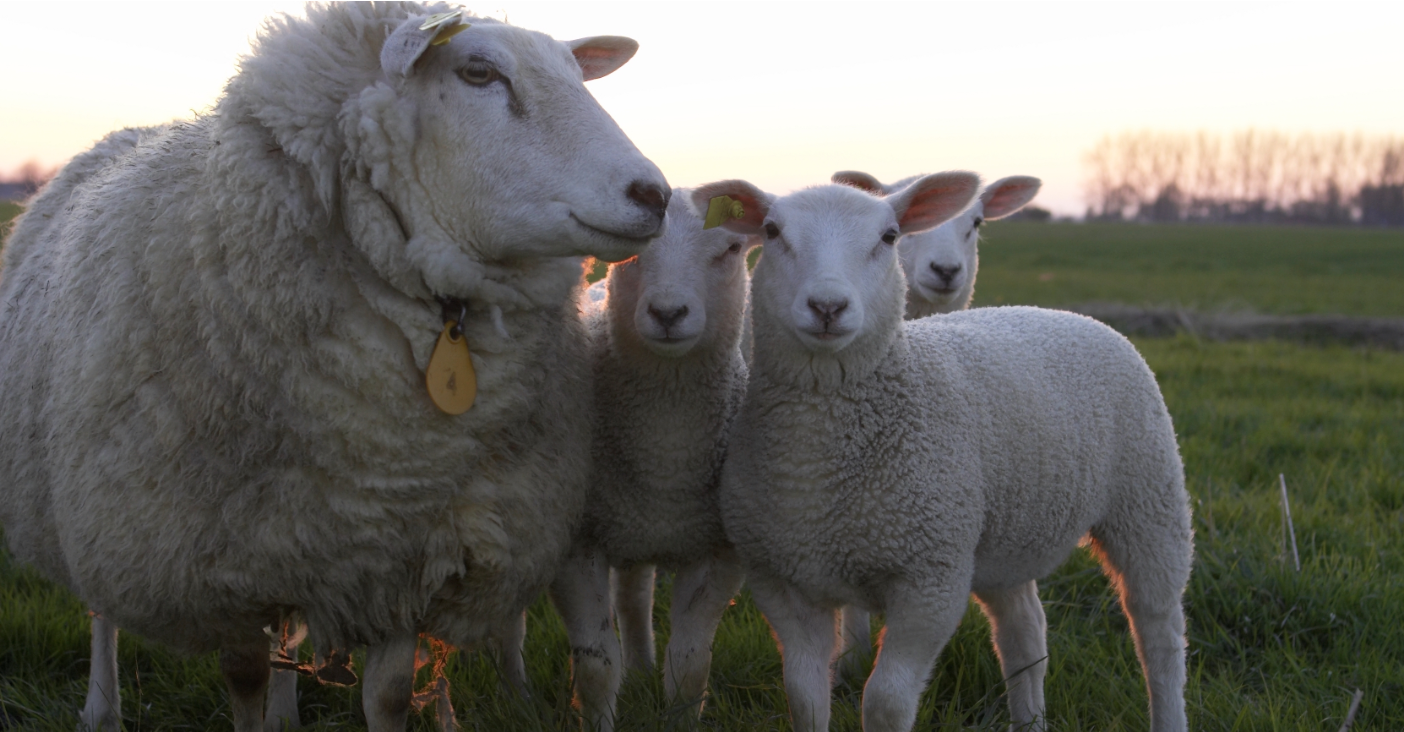 Troupeau de moutons à la ferme