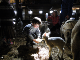 Enfant qui donne le biberon à un agneau