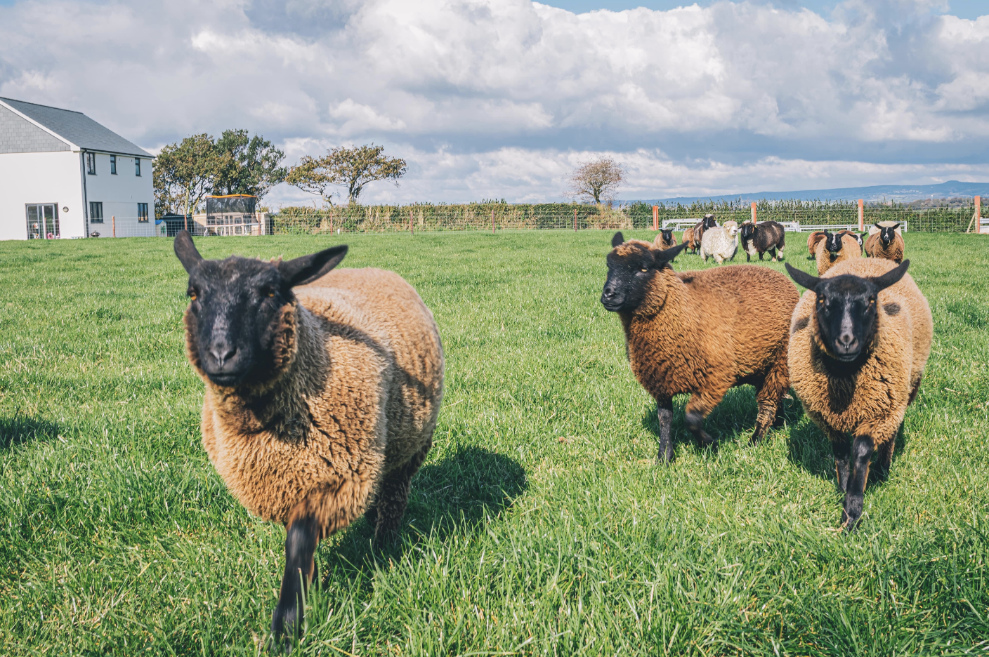 Moutons qui se baladent dans un champs