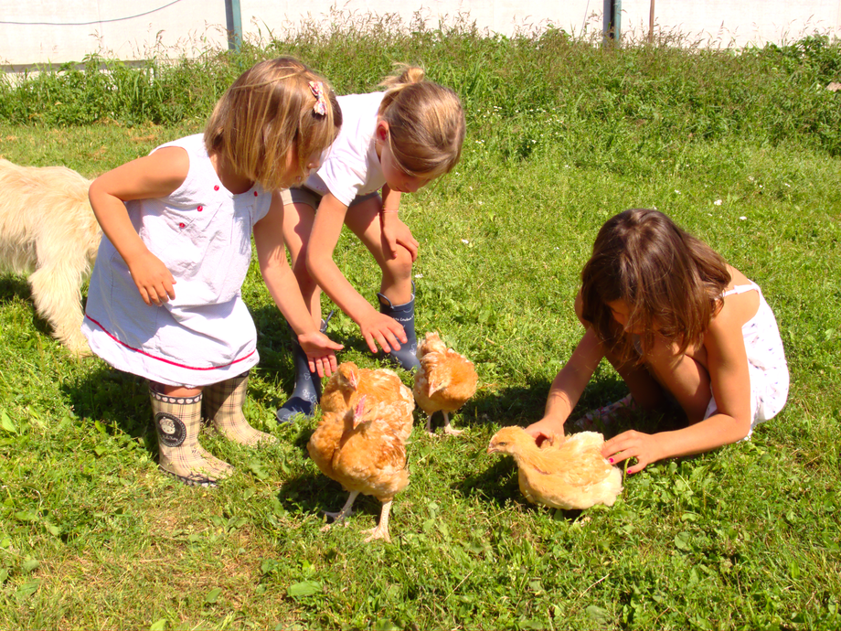 Des enfants qui s'occupent des poules de la ferme